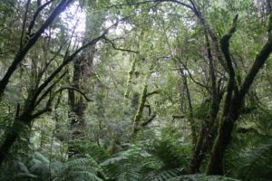 Forêt en Tasmanie